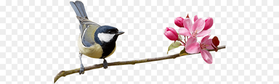 Index Of Userstbalzebirdpng Bird On Branch, Animal, Beak, Finch, Flower Free Transparent Png