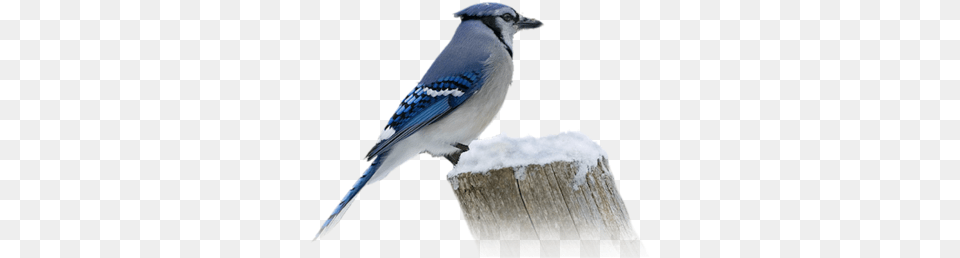 Index Of Userstbalzebirdpng Blue Jay, Animal, Bird, Blue Jay, Bluebird Free Png Download