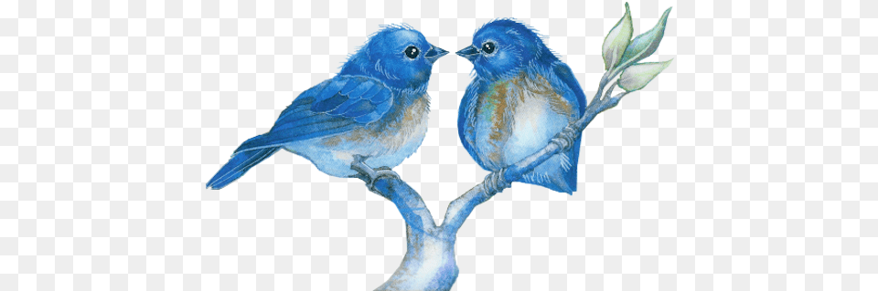 Index Of Userstbalzebirdpng Oiseaux, Animal, Bird, Bluebird, Blue Jay Png Image
