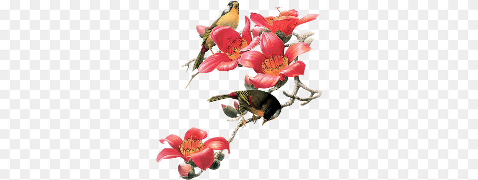 Index Of Userstbalzebirdpng Red Flower Red And Bird Gif, Plant, Petal, Animal, Finch Png Image