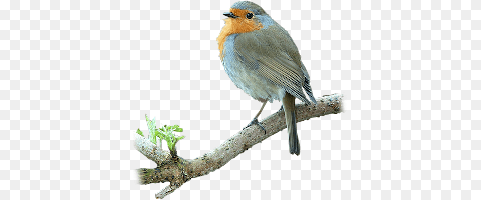 Index Of Userstbalzebirdpng Tree Branch With Birds, Animal, Bird, Finch, Robin Png Image