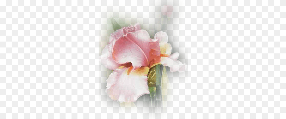 Index Of Userstbalzefloweriris Still Life Photography, Flower, Iris, Petal, Plant Free Transparent Png