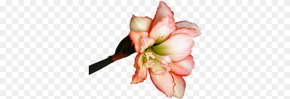 Index Of Userstbalzeflowerpng Blossom, Flower, Plant, Amaryllis Free Transparent Png