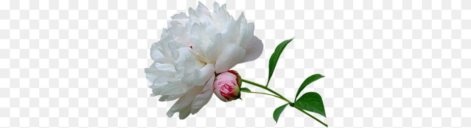 Index Of Userstbalzeflowerpng Good Night Wallpapers Marathi, Flower, Plant, Peony, Rose Free Png