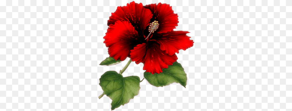 Index Of Userstbalzeflowerpng Msn Bom Dia Amor Da Minha Vida, Flower, Plant, Hibiscus, Anther Png Image