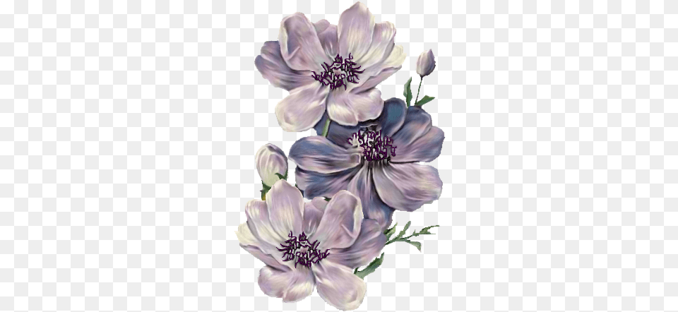 Index Of Userstbalzeflowerpng Transparent Background Victorian Flowers, Anemone, Plant, Flower, Dahlia Free Png