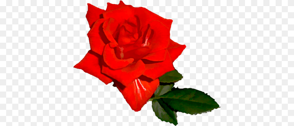 Index Of Userstbalzeflowerrosespng Bright Red Rose, Flower, Plant, Petal Free Png Download