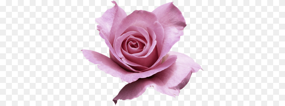 Index Of Userstbalzeflowerrosespng Garden Roses, Flower, Plant, Rose, Petal Free Png
