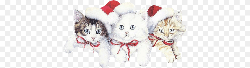 Index Of Userstbalzetopperwinter Free Printable Christmas Cat Stationery, Animal, Kitten, Mammal, Pet Png