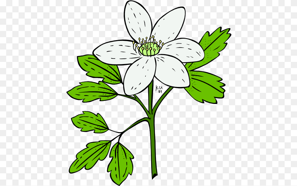 Index Of Vectorsflowers Vector Plant With Flowers Clipart, Anemone, Flower, Anther, Geranium Png Image