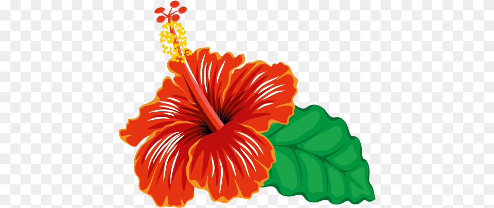 Index Of Wp Contentuploads Shoeblackplant, Flower, Hibiscus, Plant, Anther Free Transparent Png