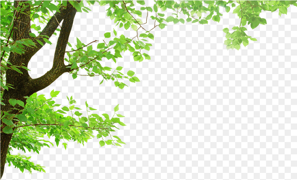 Index Of Wp Oak Tree Branch Clipart, Green, Leaf, Plant, Tree Trunk Png