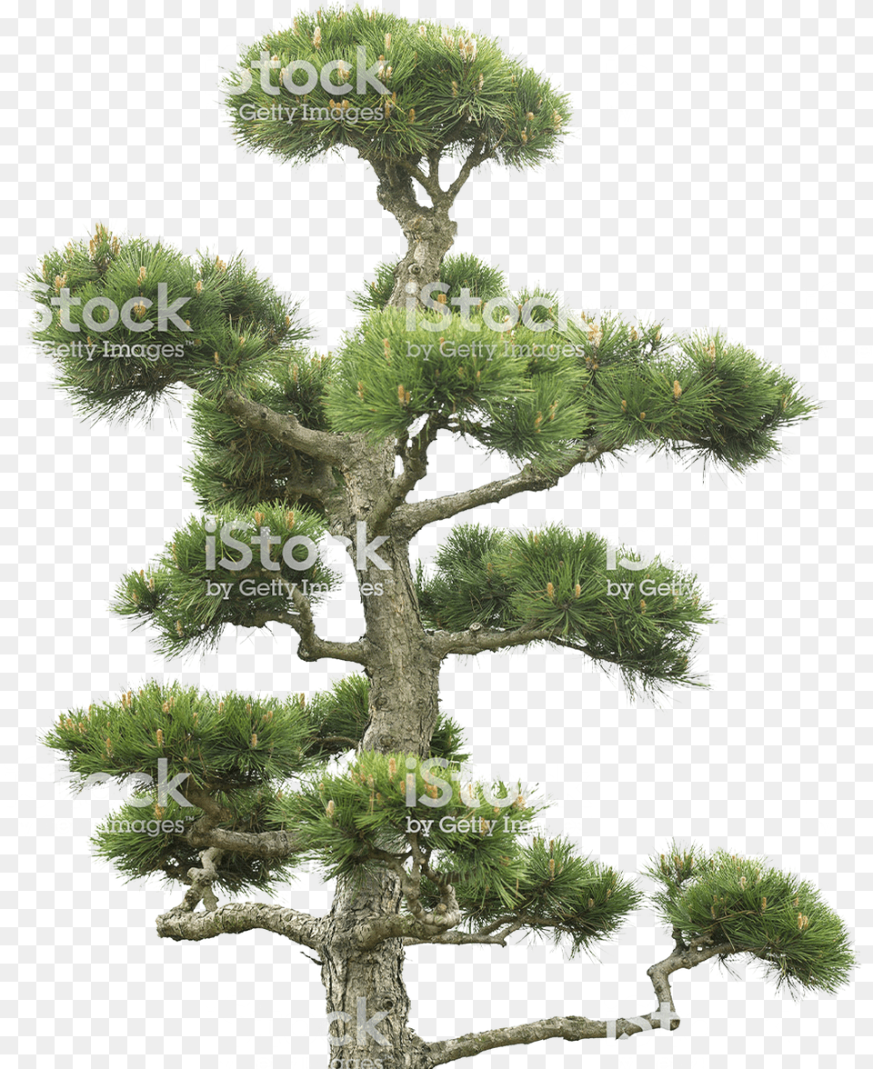 Index Of Wp Pond Pine, Conifer, Plant, Potted Plant, Tree Free Transparent Png