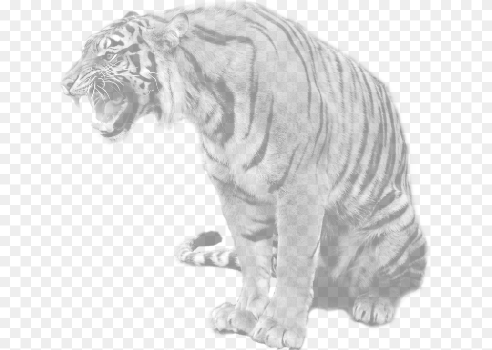 India Maltese Tiger, Animal, Mammal, Wildlife Free Png