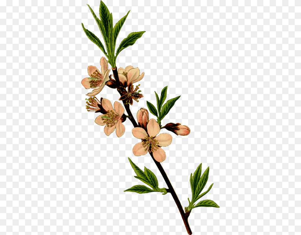 Indian Almond Tree Blossom Cherry, Acanthaceae, Flower, Geranium, Plant Free Png
