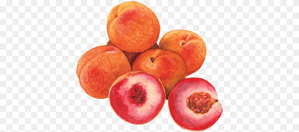 Indian Blood Peaches Blood Peaches, Food, Fruit, Plant, Produce Free Png Download