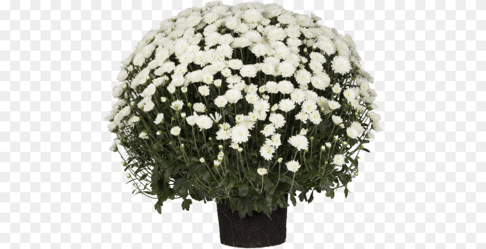 Indian Chrysanthemum Bouquet, Flower, Flower Arrangement, Flower Bouquet, Plant Free Png