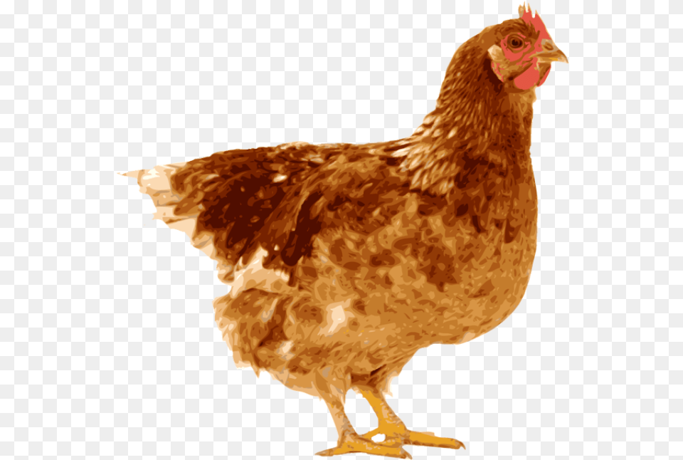 Indian Clipart Hen Hen And Egg, Animal, Bird, Chicken, Fowl Png Image