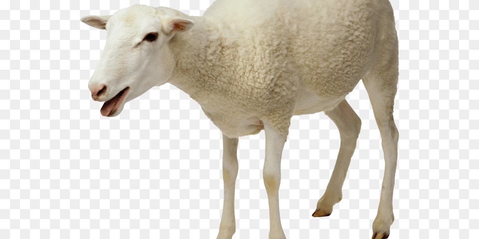 Indian Clipart Sheep Food In Cow And Sheep, Animal, Livestock, Mammal Free Png Download