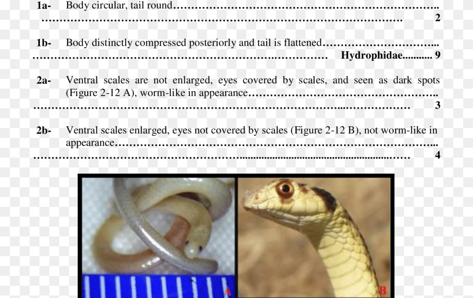 Indian Cobra, Animal, Reptile, Snake Free Png