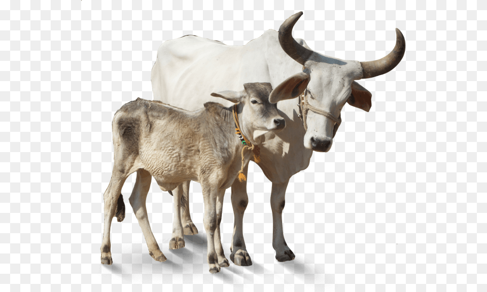 Indian Cow, Animal, Bull, Cattle, Livestock Free Transparent Png