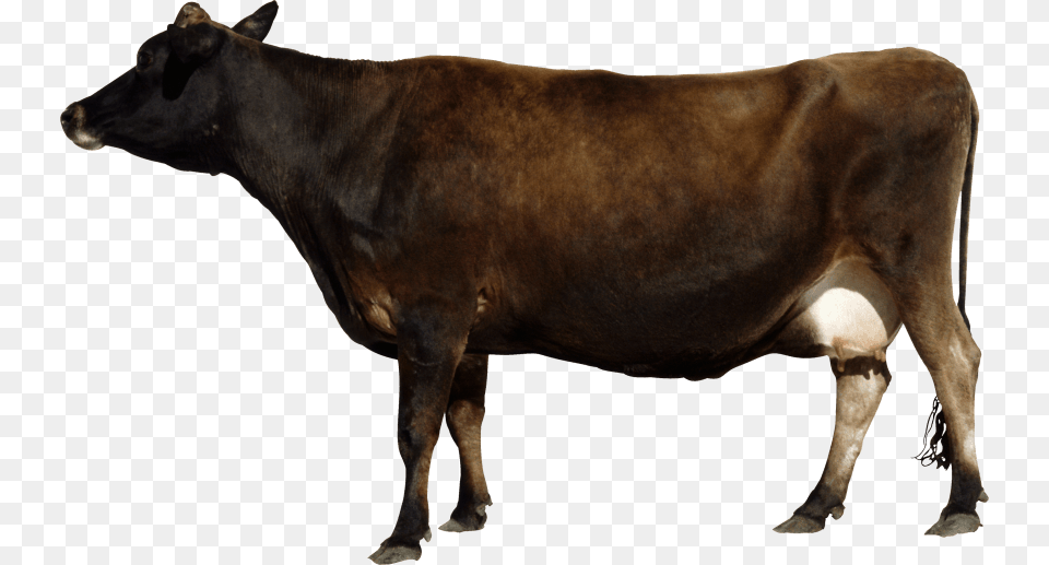 Indian Cow Cow Side View, Animal, Cattle, Dairy Cow, Livestock Free Png Download
