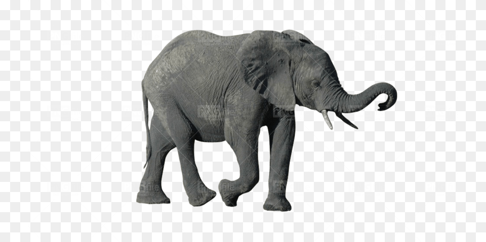 Indian Elephant, Animal, Mammal, Wildlife Png