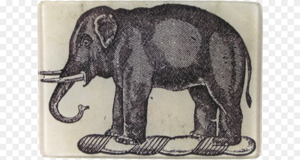 Indian Elephant, Animal, Mammal, Wildlife, Face Png