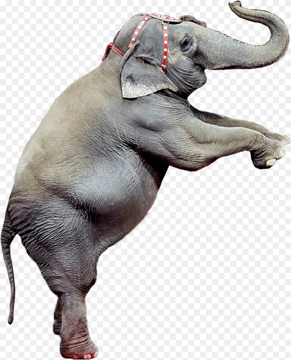 Indian Elephant, Animal, Mammal, Wildlife Free Transparent Png