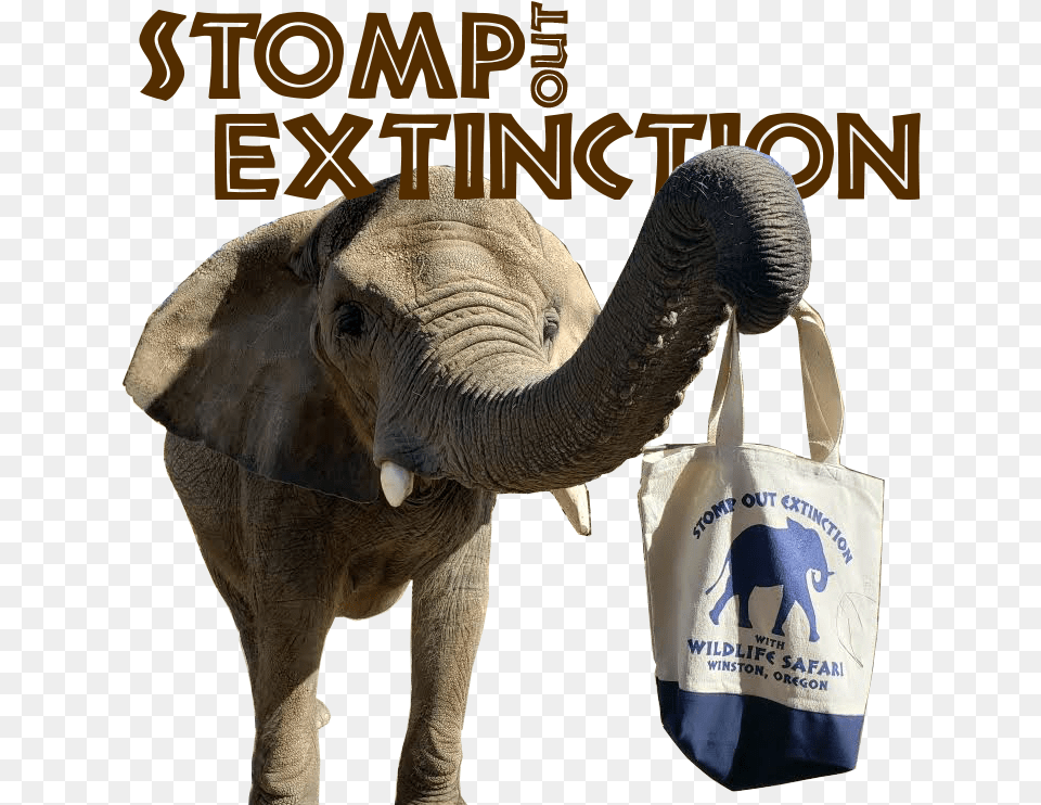 Indian Elephant, Bag, Animal, Mammal, Wildlife Png Image