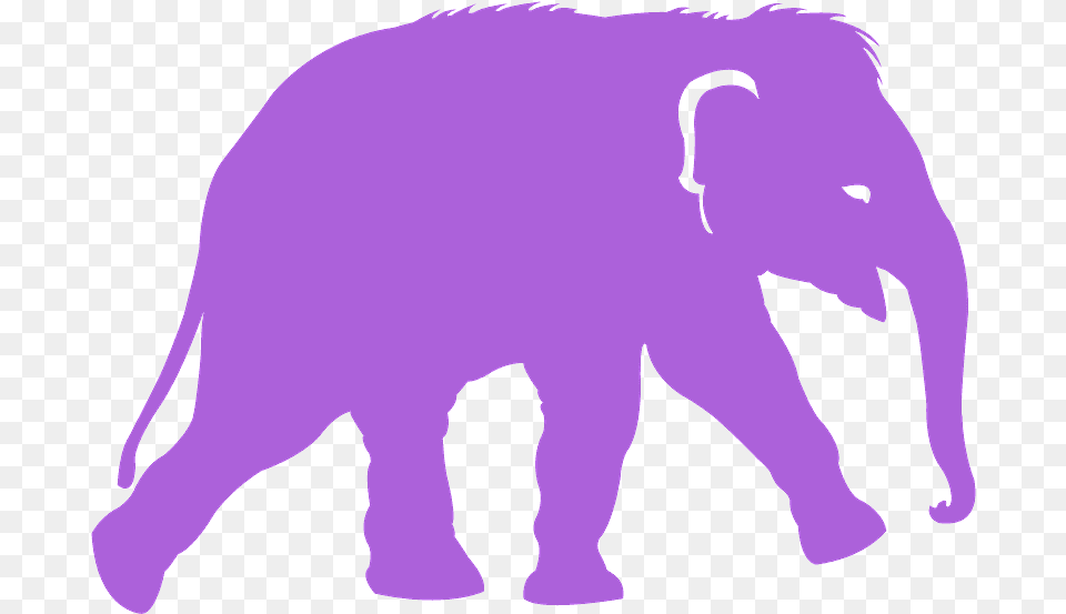 Indian Elephant, Animal, Mammal, Bear, Wildlife Free Png