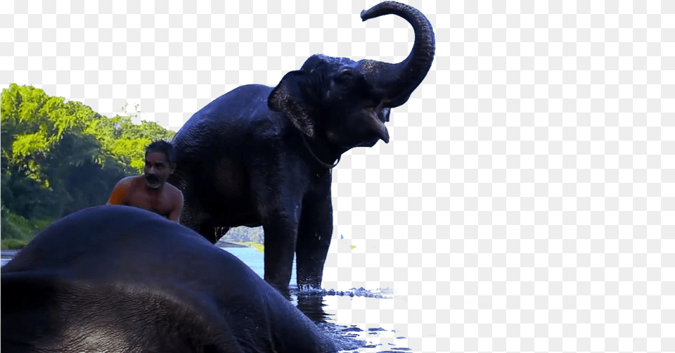 Indian Elephant, Adult, Person, Man, Male Free Transparent Png