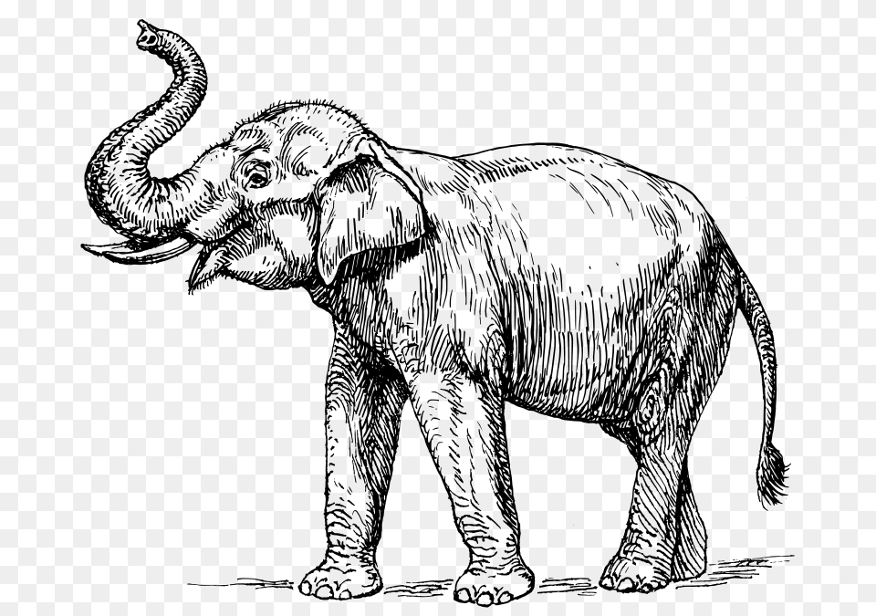 Indian Elephant, Gray Free Png