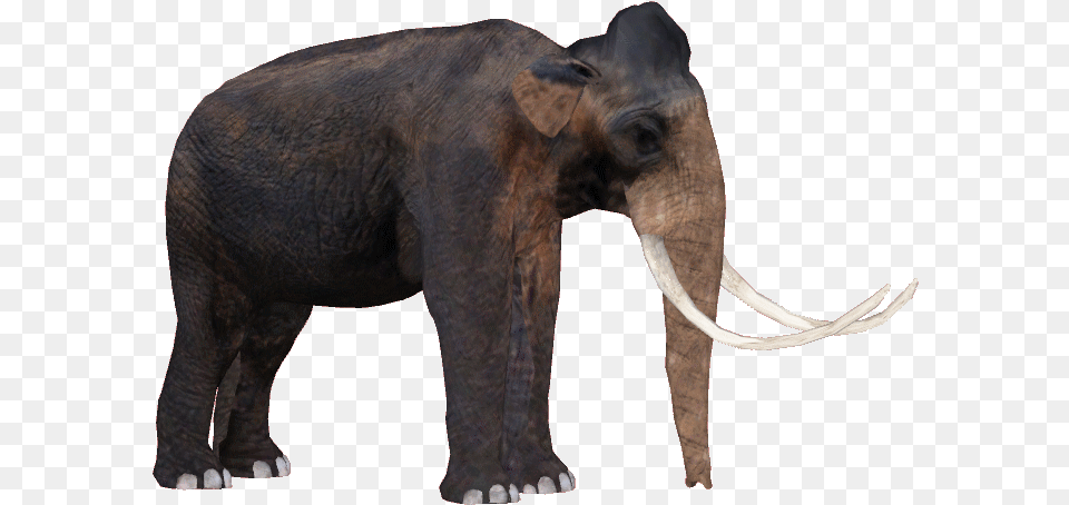 Indian Elephant, Animal, Mammal, Wildlife Free Png