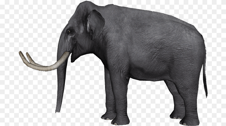 Indian Elephant African Elephant Tusk Wildlife Curtiss Elephas Hysudrindicus, Animal, Mammal Png Image