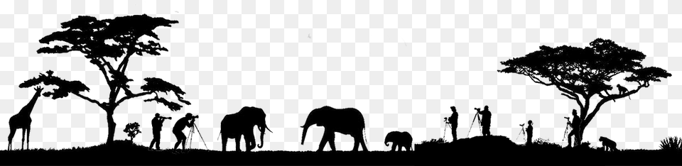 Indian Elephant Animals Safari Silhouette, Art, Drawing, Person, Animal Free Transparent Png