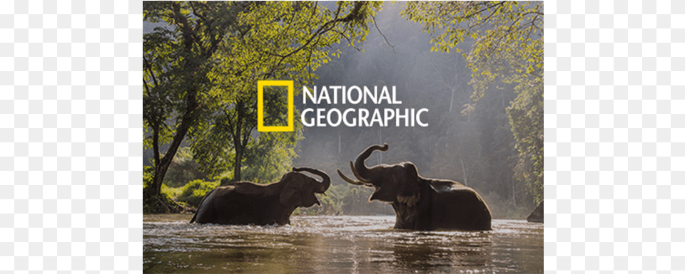 Indian Elephants In Water, Animal, Elephant, Mammal, Wildlife Free Png