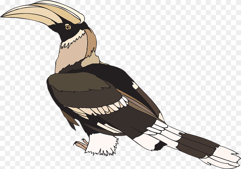Indian Feather Hornbill Pied Indian Bird Wings Staring Hornbill Feather Clipart, Animal, Beak, Vulture, Jay Free Png Download