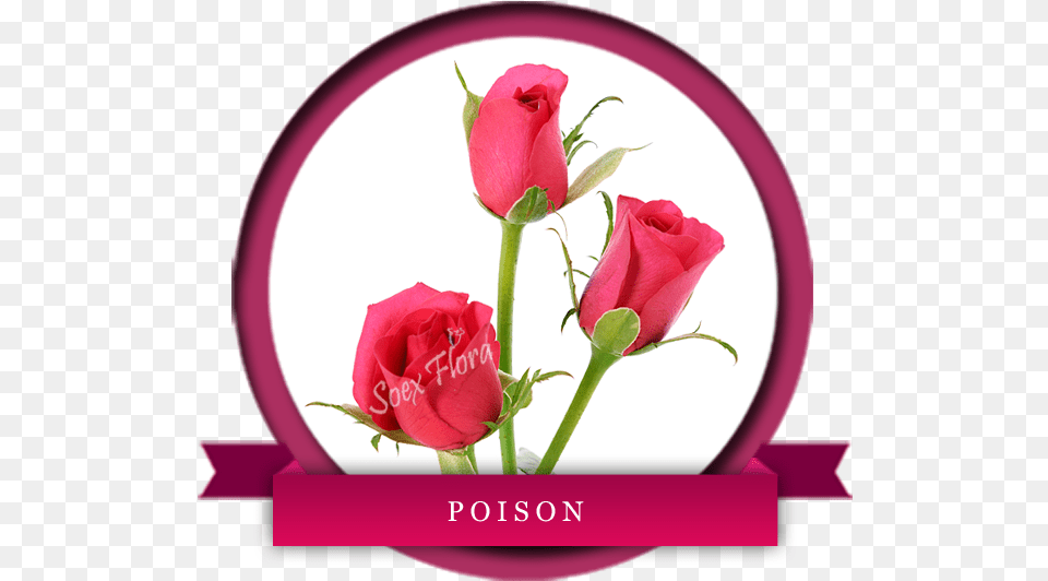 Indian Fresh Flower Grower And Exporters In Europe Poison Rose Variety, Plant, Petal Free Png