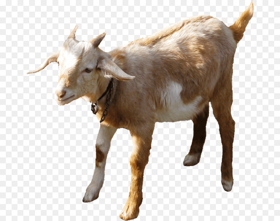 Indian Goat Goat Gif No Background, Livestock, Animal, Mammal, Sheep Free Png