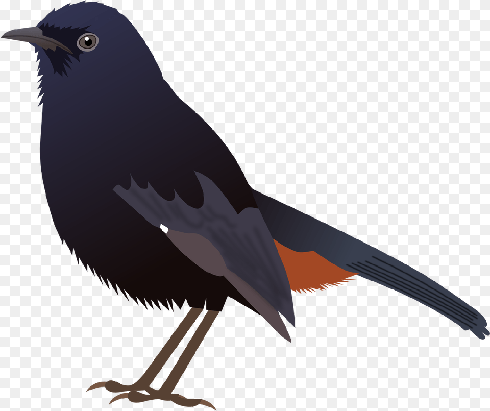 Indian Koel Bird Drawing Download Indian Robin Bird, Animal, Blackbird, Jay, Beak Free Transparent Png