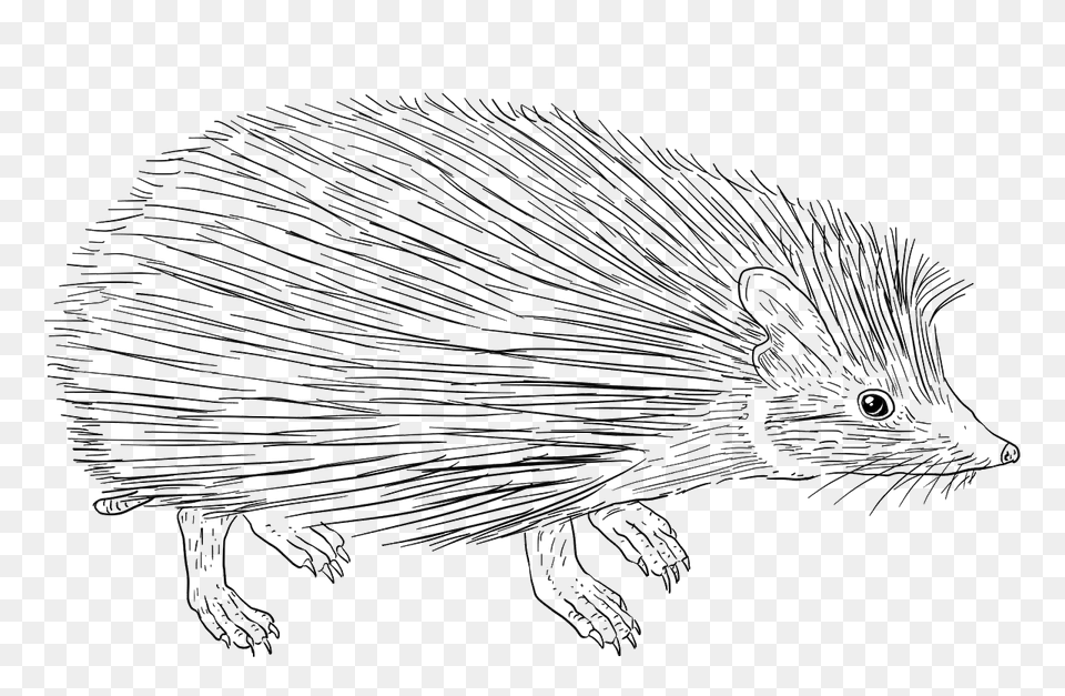 Indian Long Eared Hedgehog Clipart, Animal, Mammal, Porcupine, Rodent Free Transparent Png