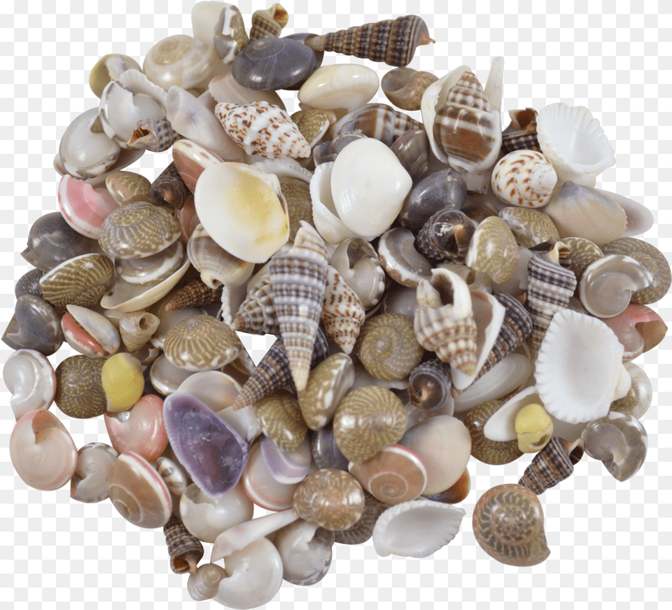 Indian Mix Assorted Craft Seashells Tiny Up To Shell, Animal, Clam, Food, Invertebrate Free Transparent Png