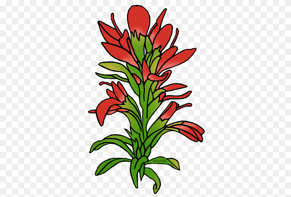 Indian Paintbrush Cliparts Download Clip Art, Flower, Plant, Acanthaceae, Floral Design Free Png
