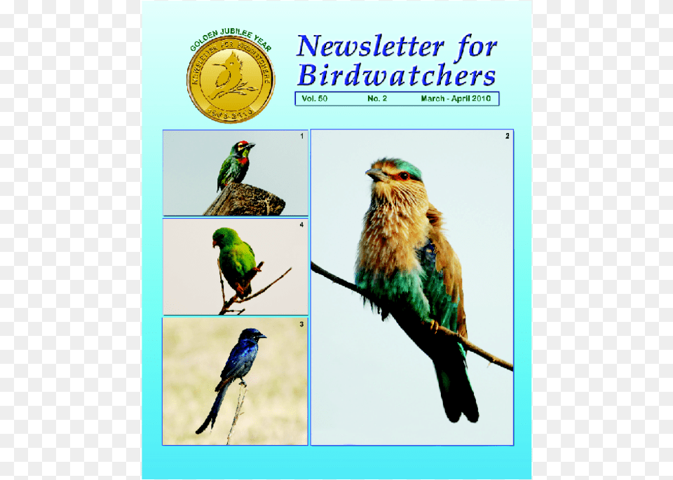 Indian Parrot, Animal, Beak, Bee Eater, Bird Free Png Download