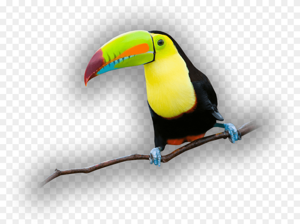 Indian Parrot, Animal, Beak, Bird, Toucan Png