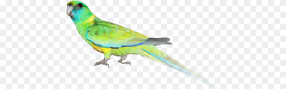 Indian Parrot Cloncurry Parakeet, Animal, Bird Png
