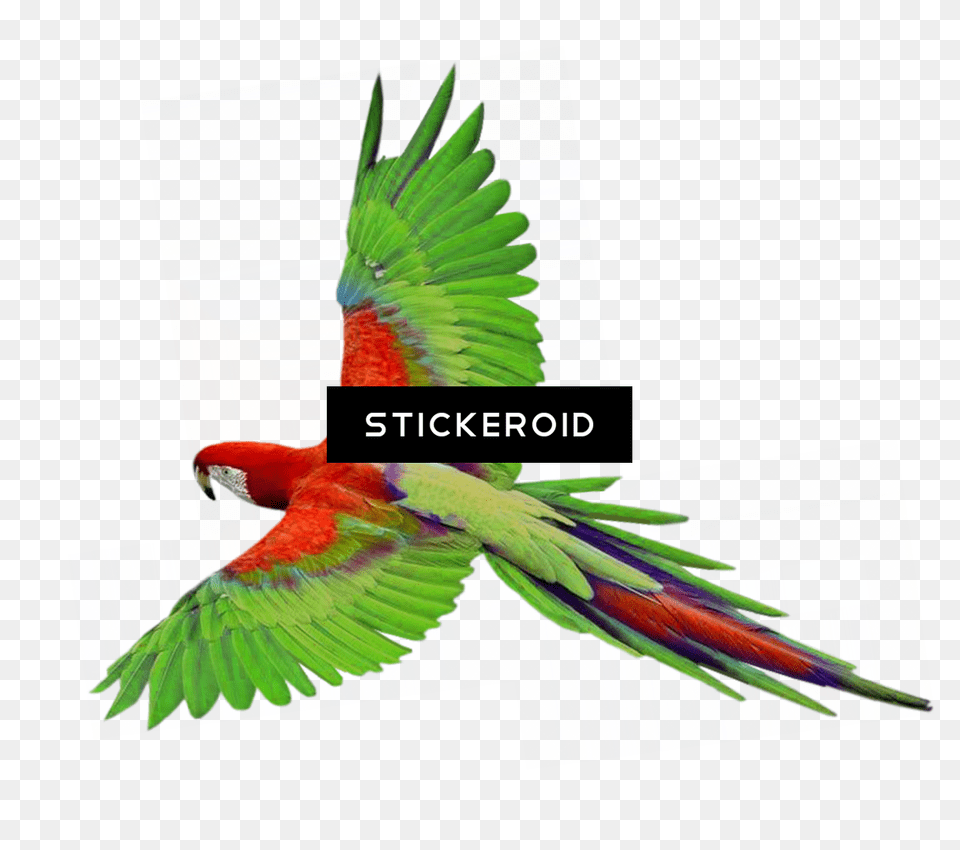 Indian Parrot Flying Parrot Gif, Animal, Bird, Macaw Png