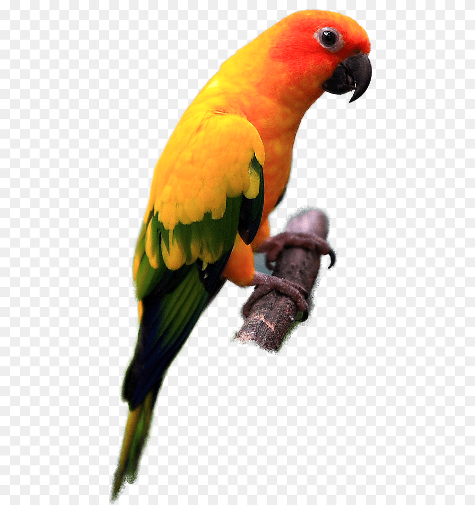 Indian Parrot Images Download, Animal, Bird Free Png