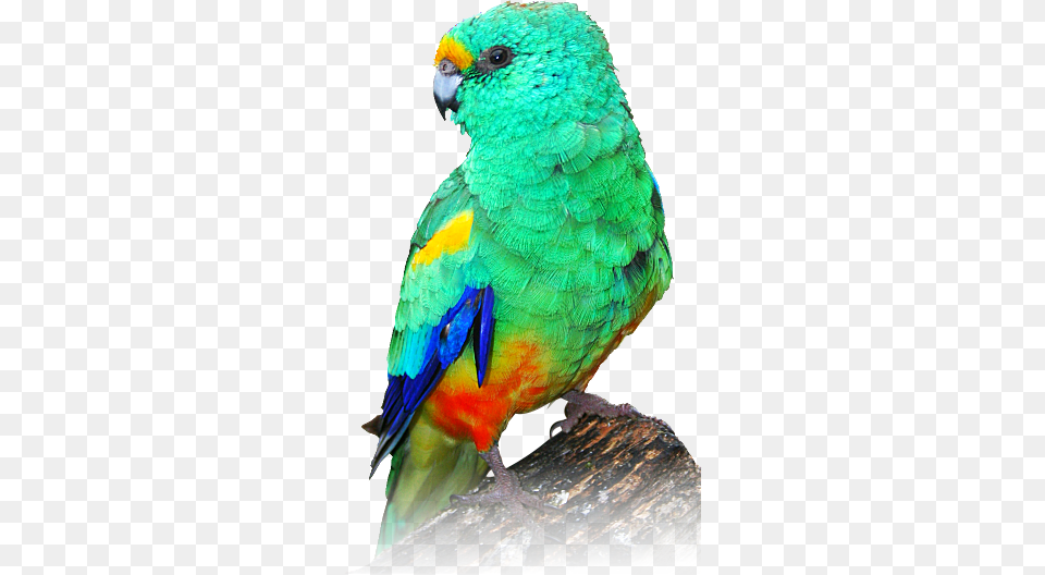 Indian Parrot Mulga Parrot Painting, Animal, Bird, Parakeet Free Png Download